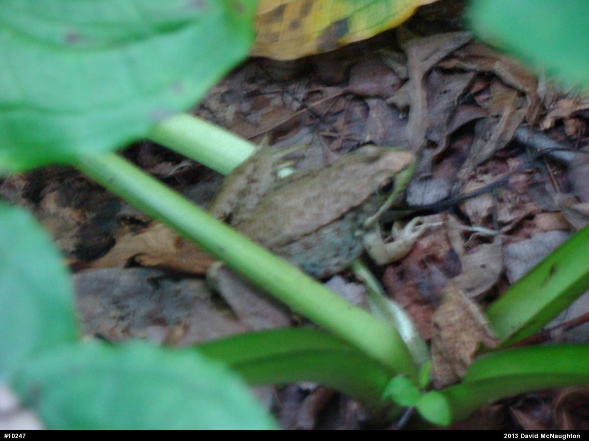 Green Frog