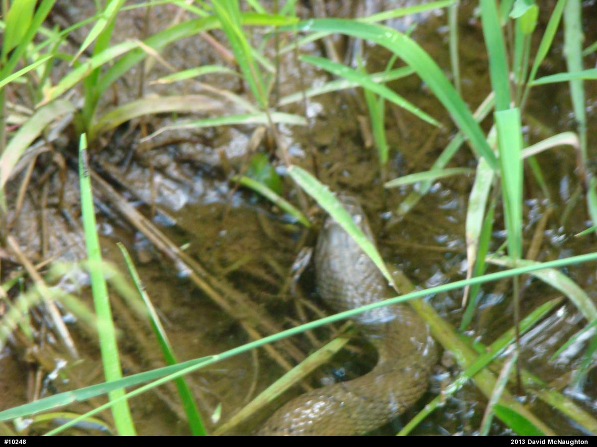 Northern Watersnake