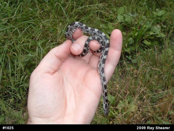 Eastern Ratsnake