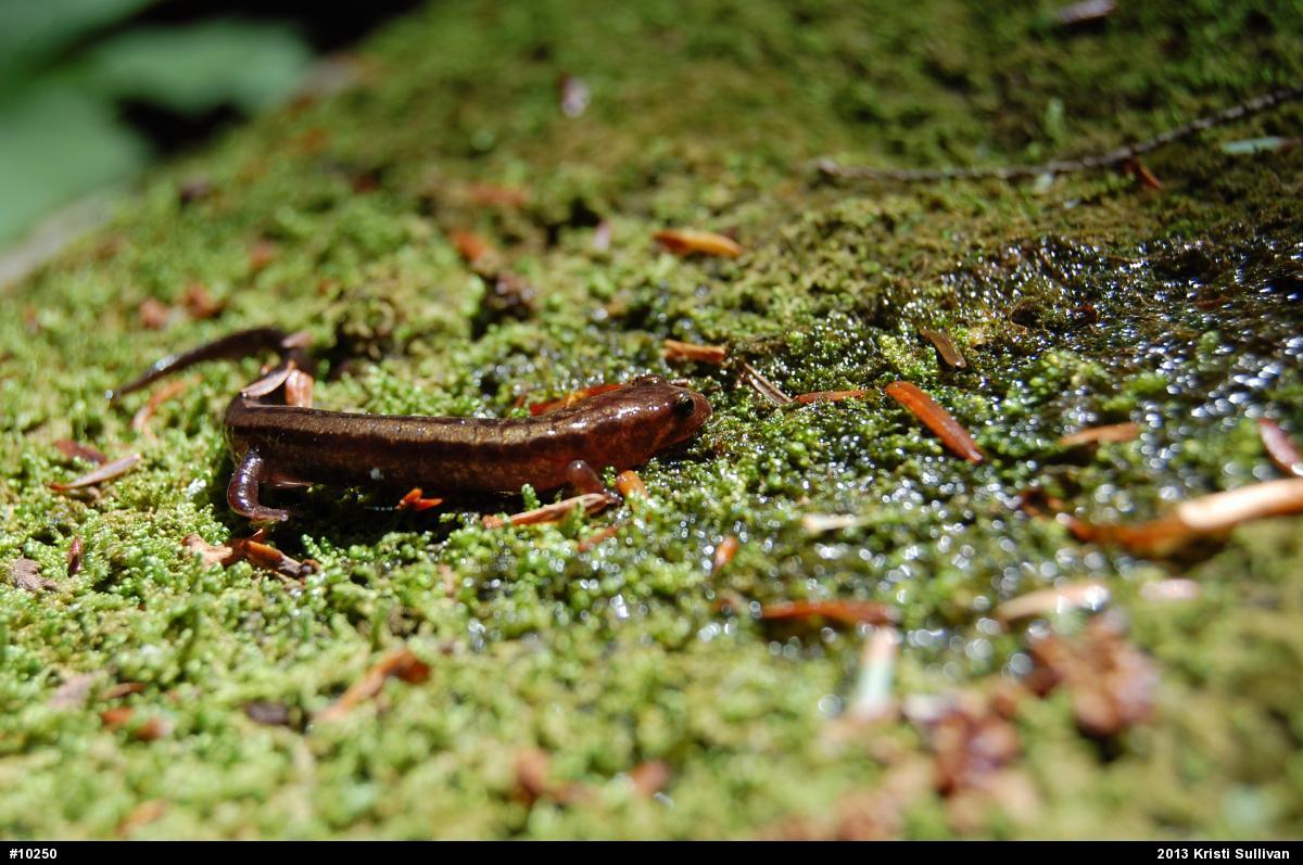 Allegheny Mountain Dusky Salamander