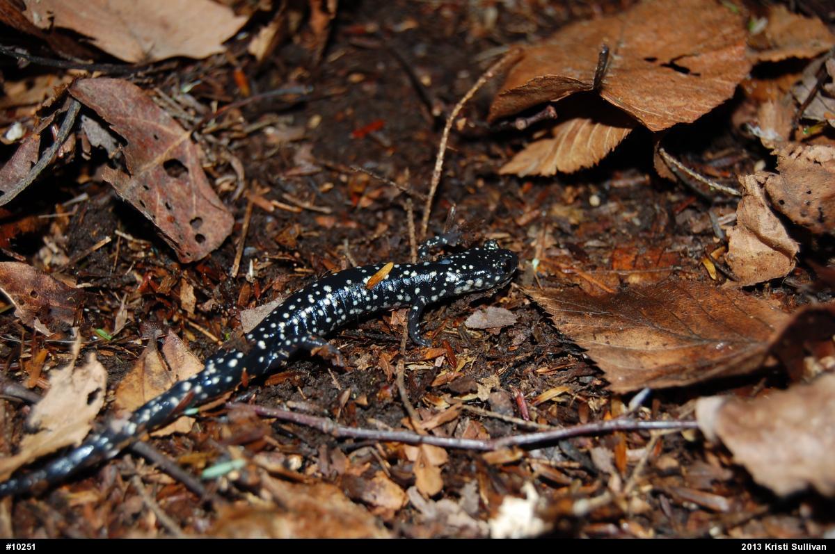 Northern Slimy Salamander