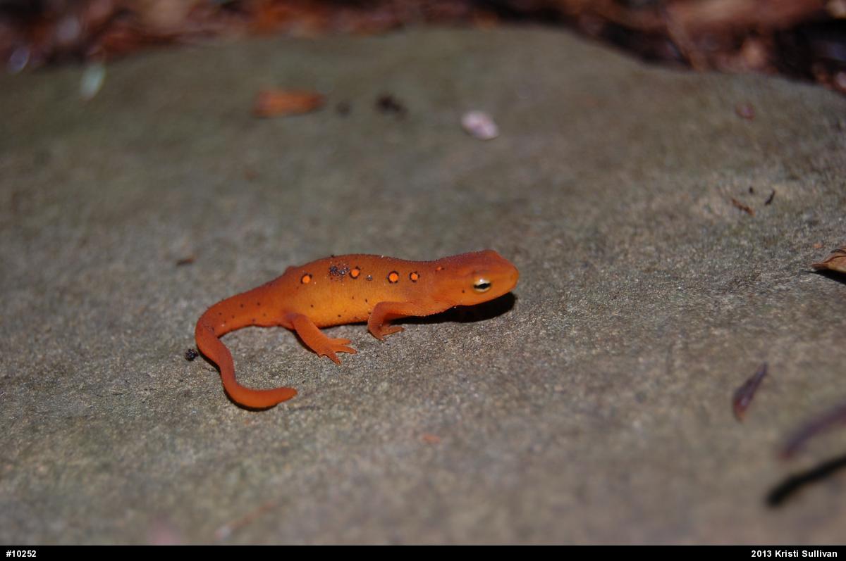 Red-spotted Newt