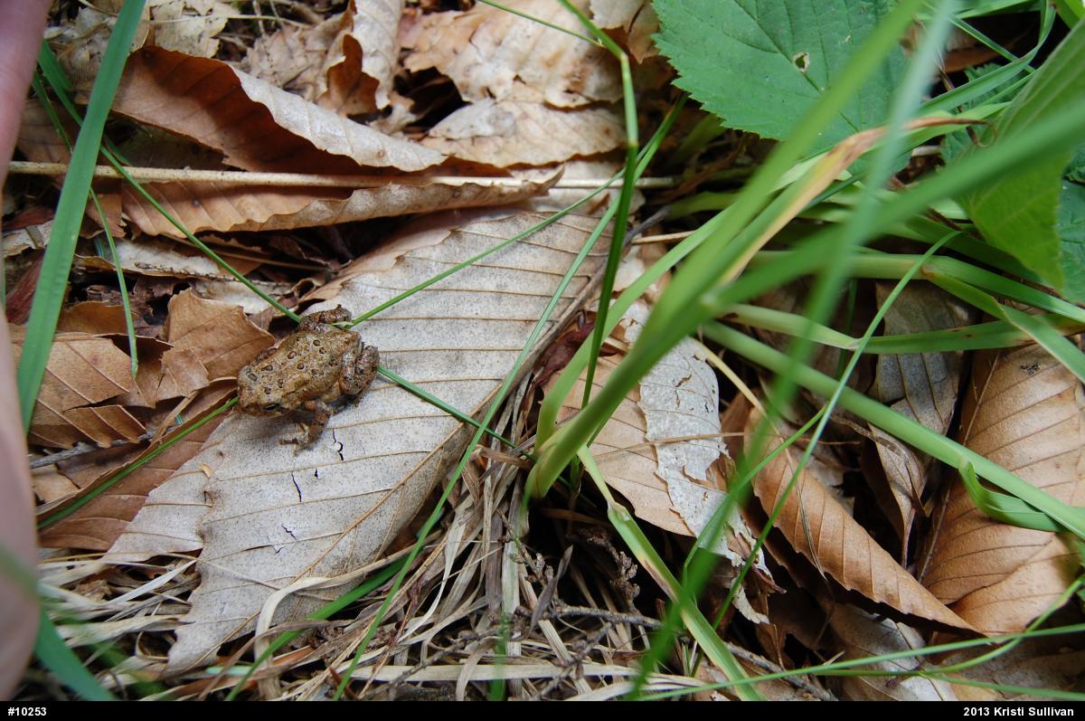 Eastern American Toad