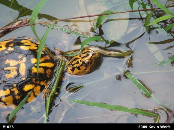 Eastern Box Turtle