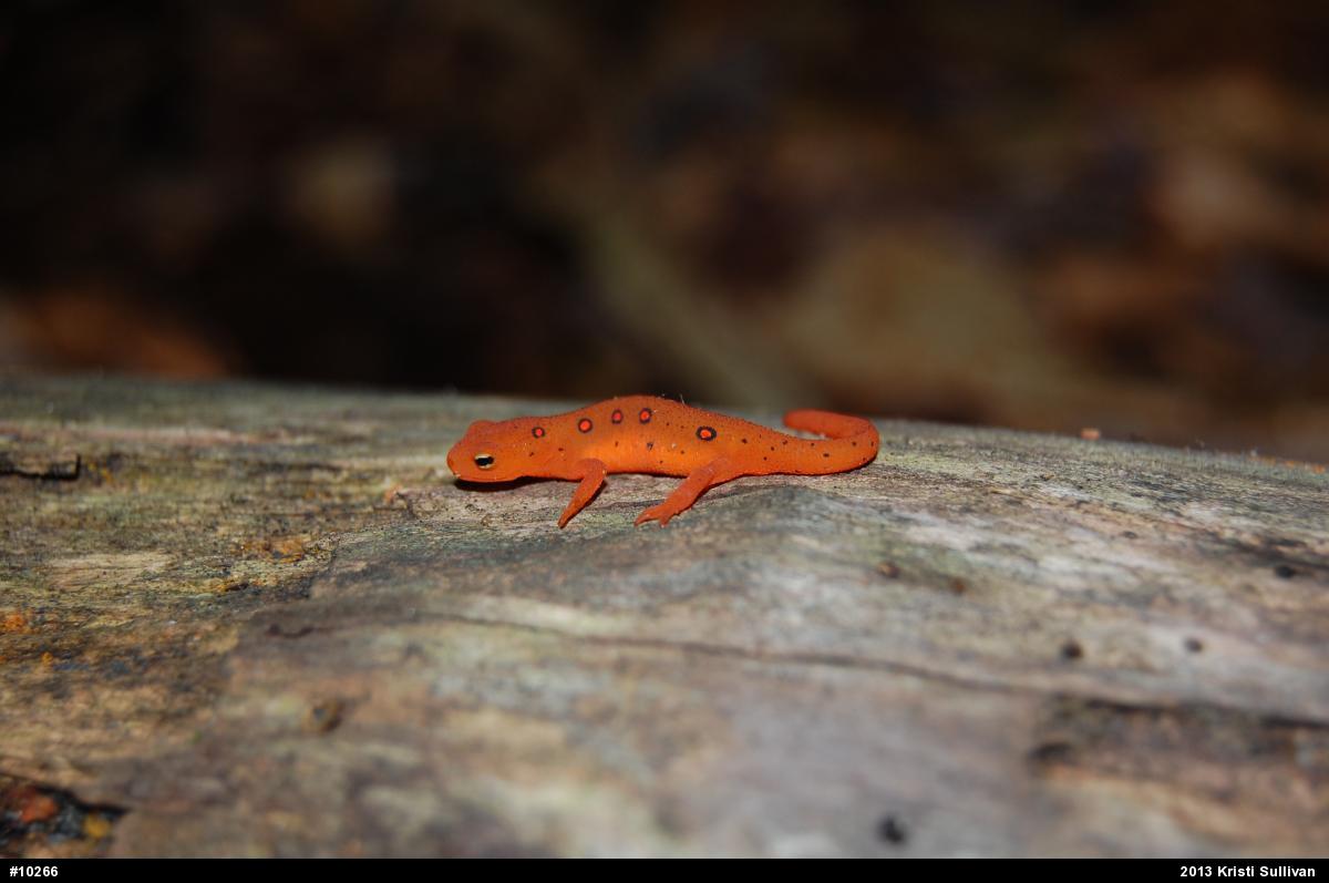Red-spotted Newt