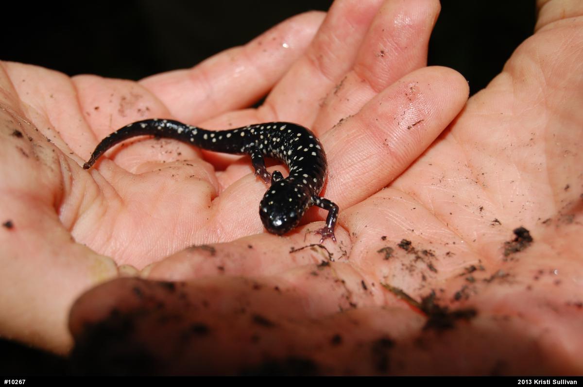 Northern Slimy Salamander