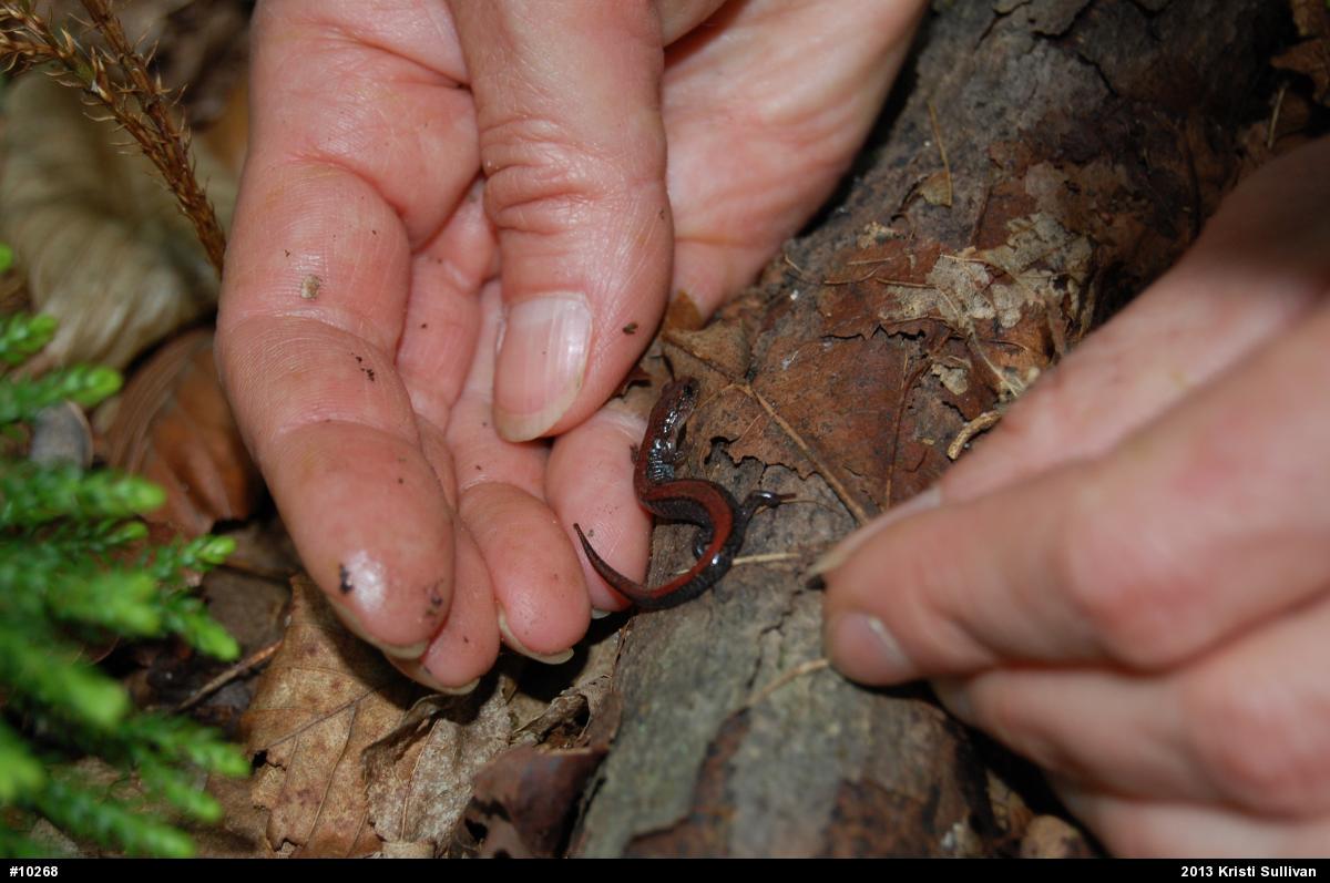 Eastern Red-backed  Salamander
