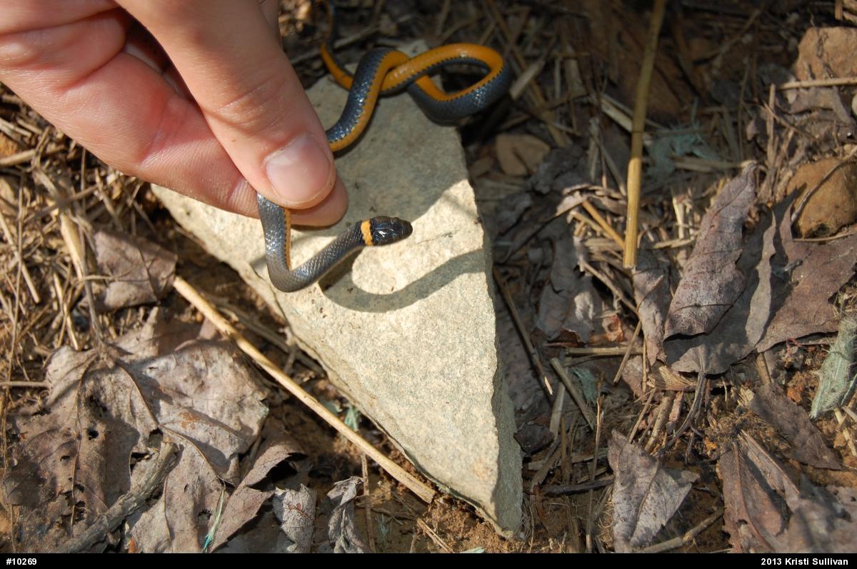 Northern Ring-necked Snake
