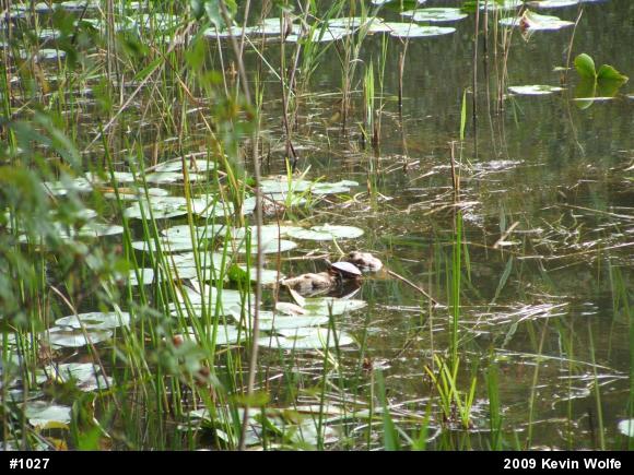 Eastern Painted Turtle