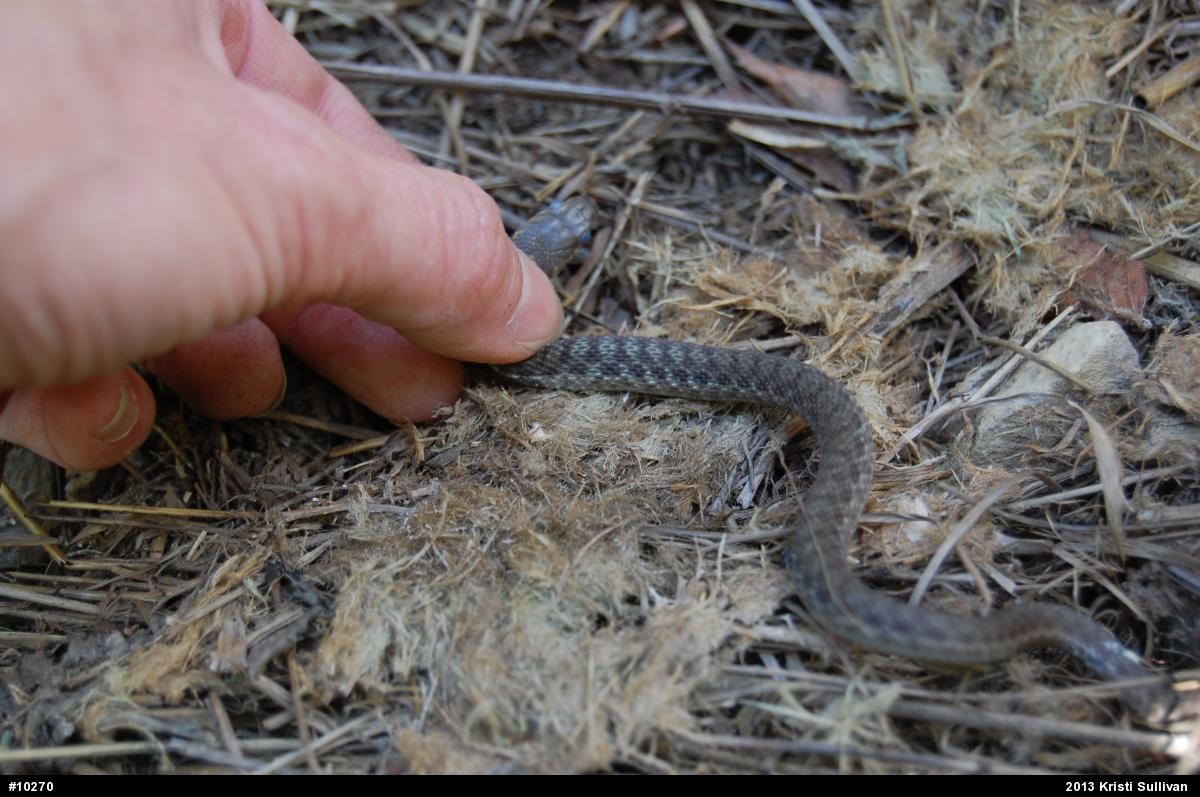 Eastern Gartersnake