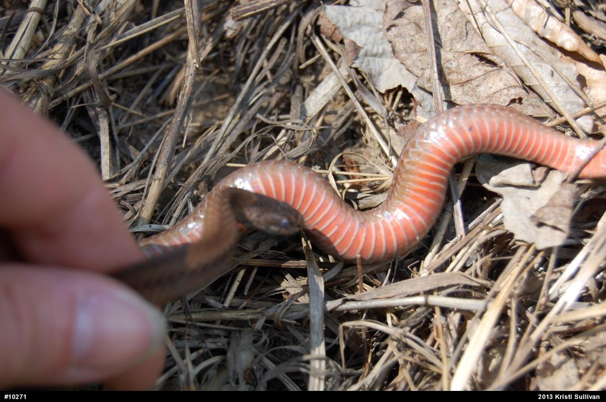 Red-bellied Snake