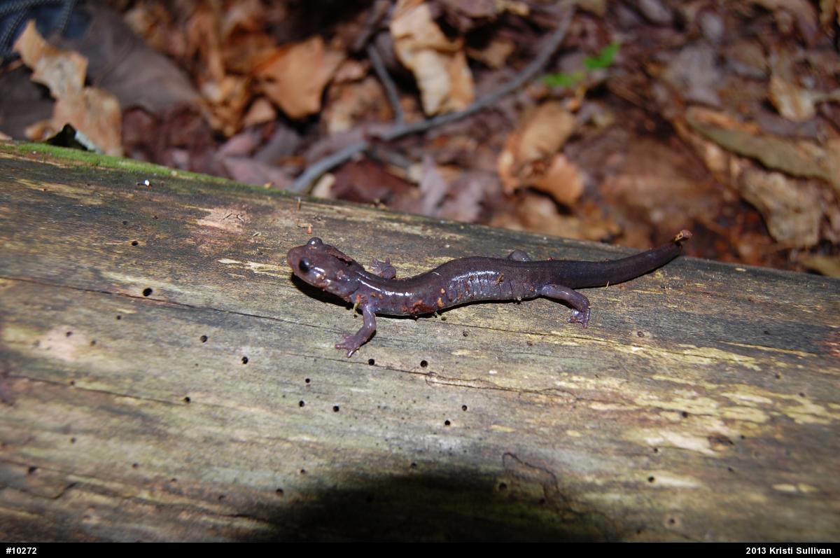 Wehrle's Salamander