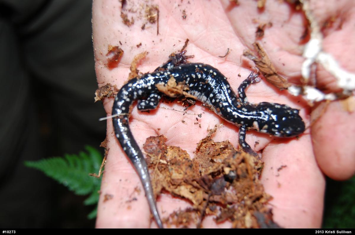 Northern Slimy Salamander