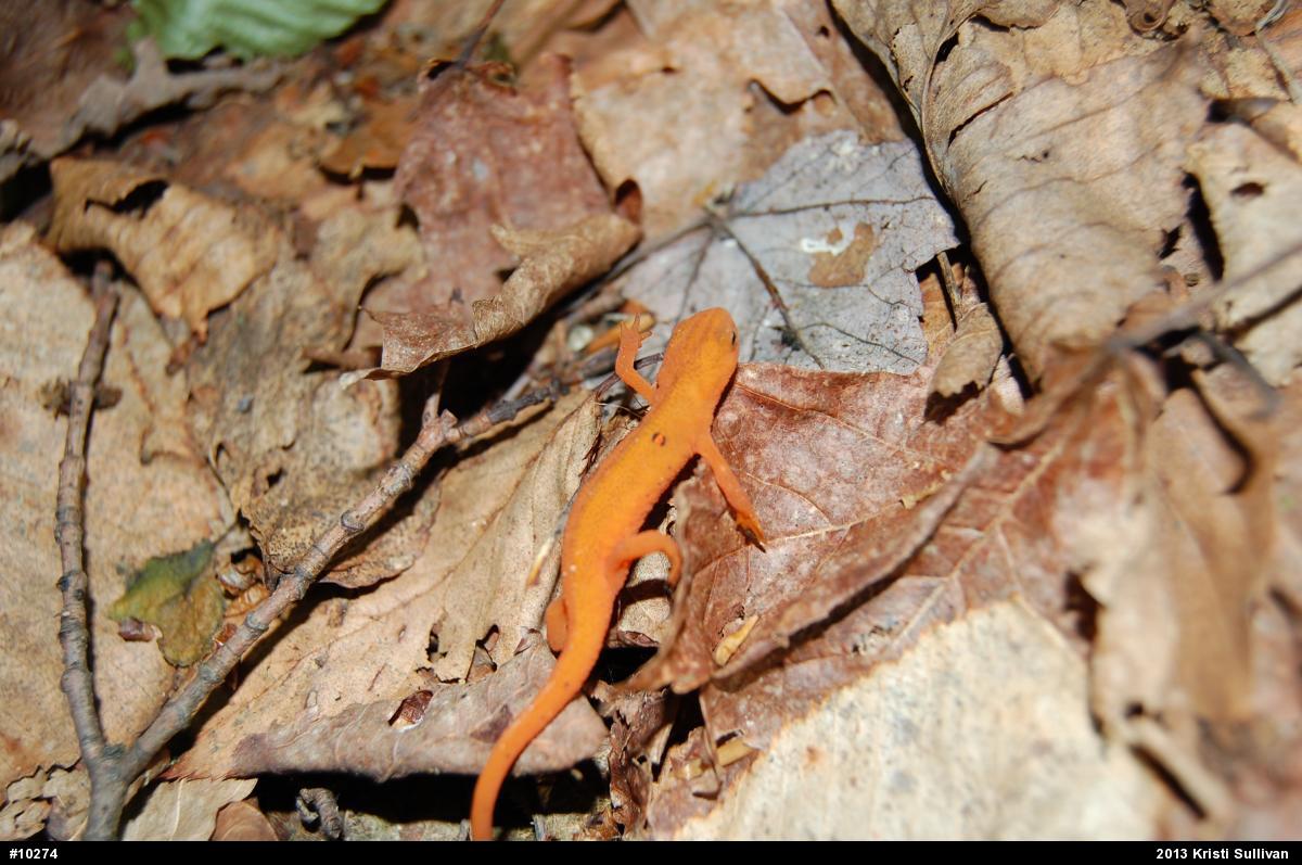 Red-spotted Newt