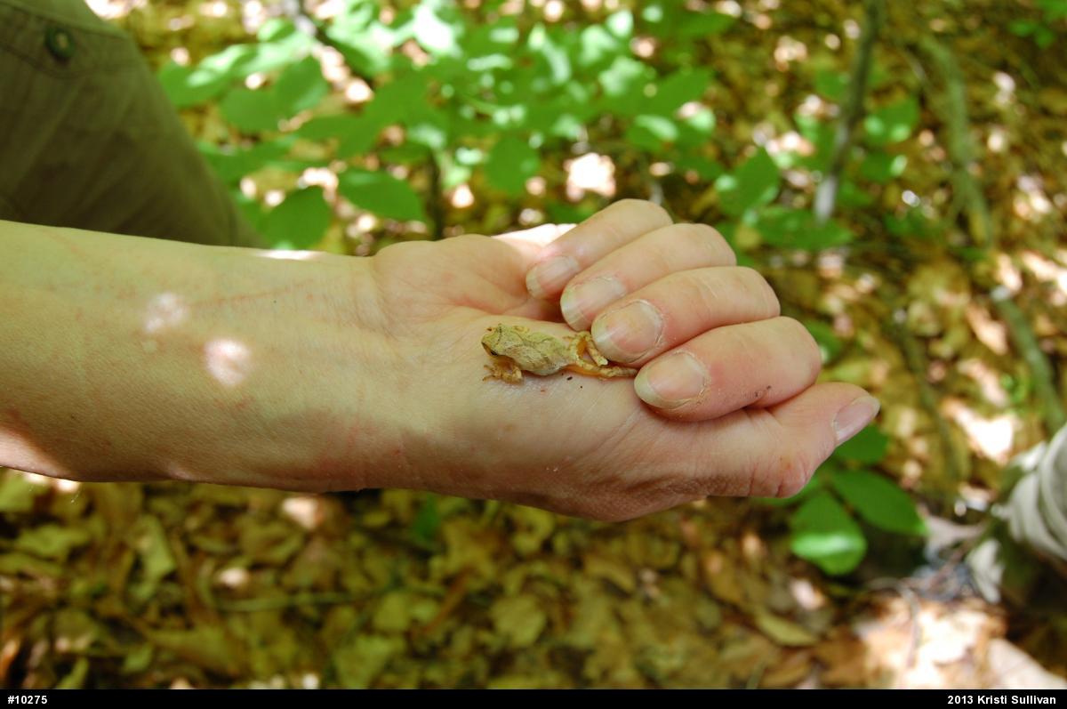 Spring Peeper