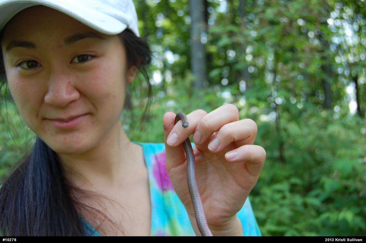 Red-bellied Snake