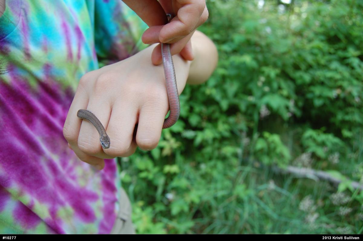 Red-bellied Snake