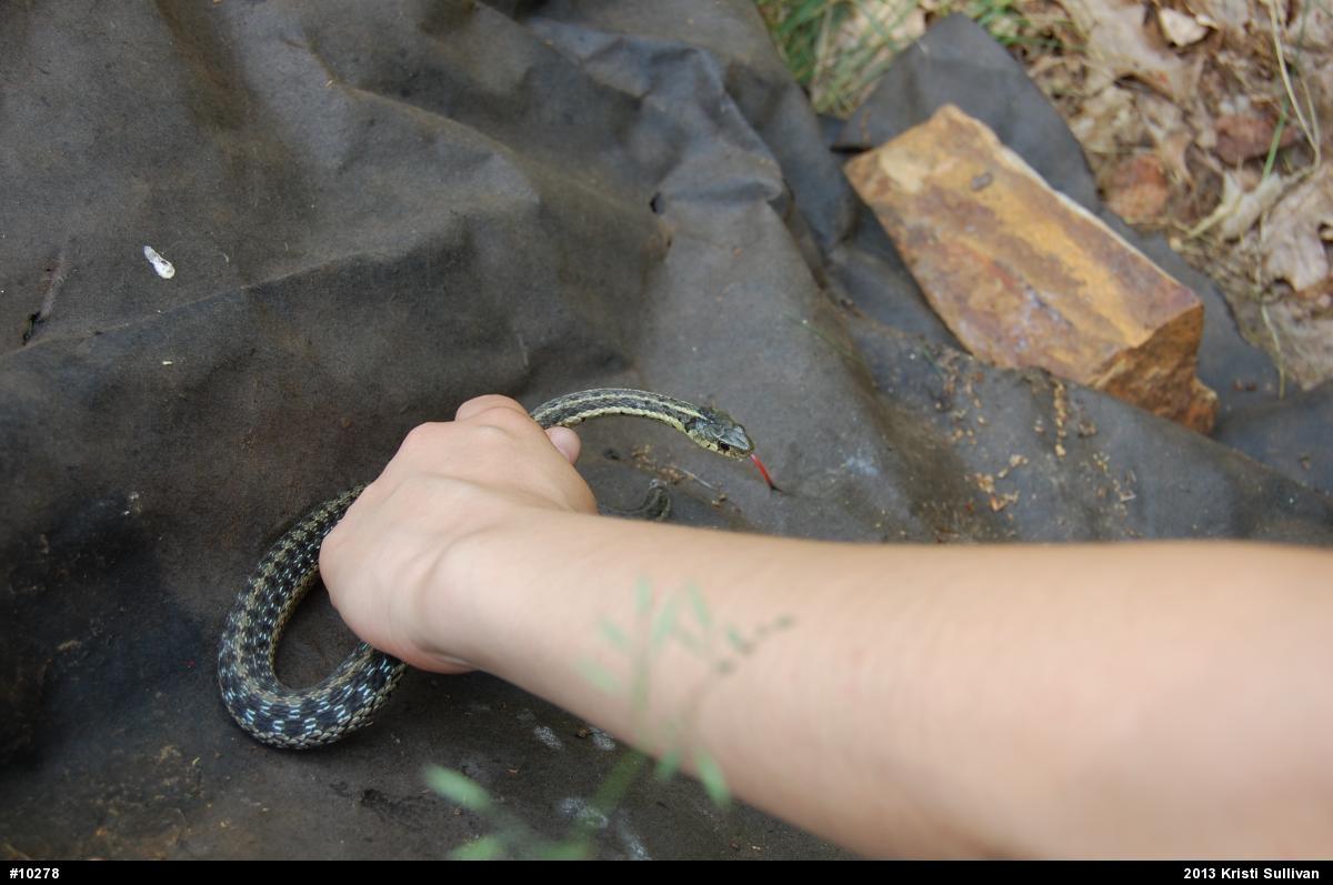 Eastern Gartersnake