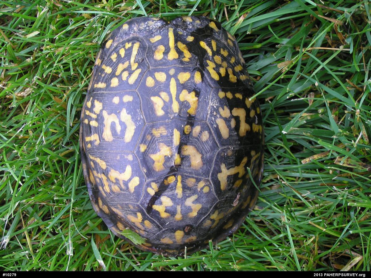 Eastern Box Turtle