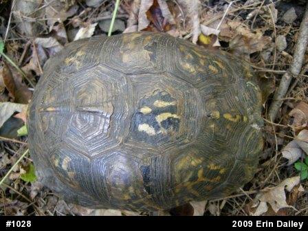Eastern Box Turtle