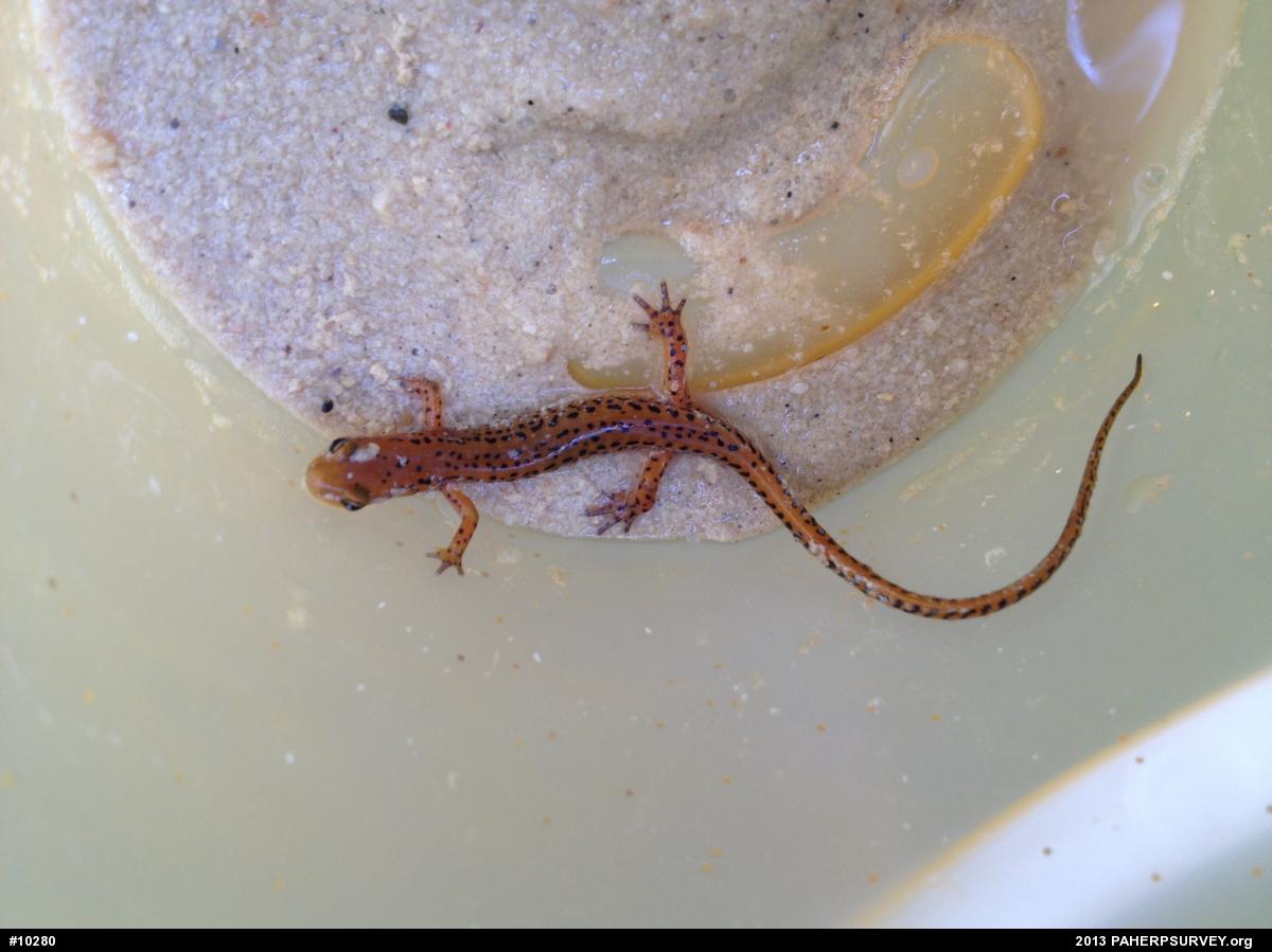 Eastern Long-tailed Salamander