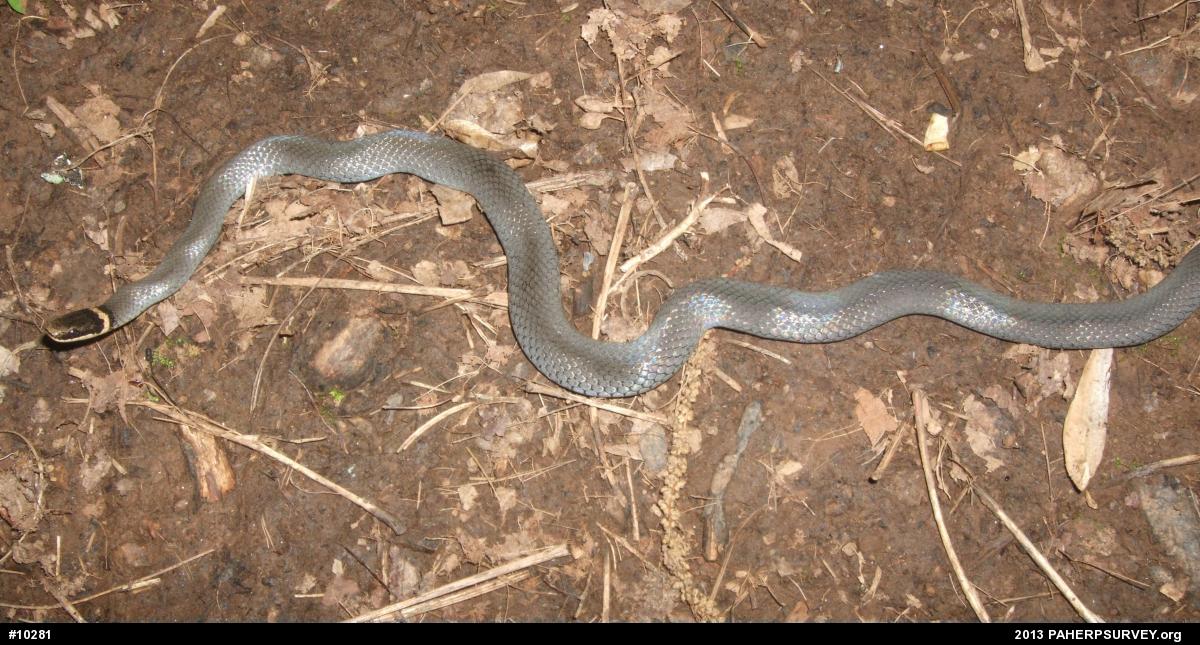 Northern Ring-necked Snake