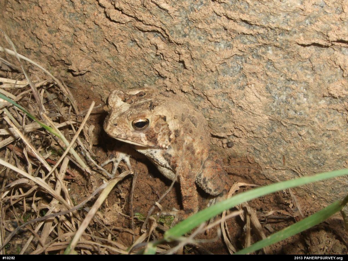 Eastern American Toad