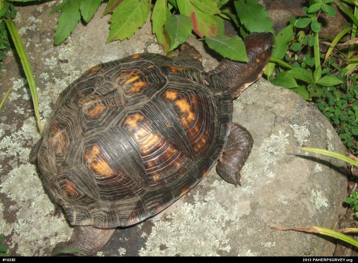 Eastern Box Turtle