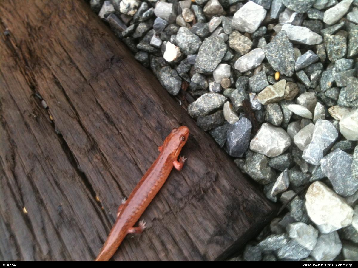 Northern Spring Salamander