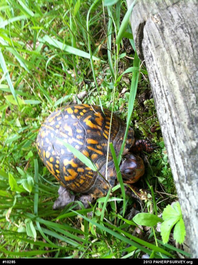 Eastern Box Turtle