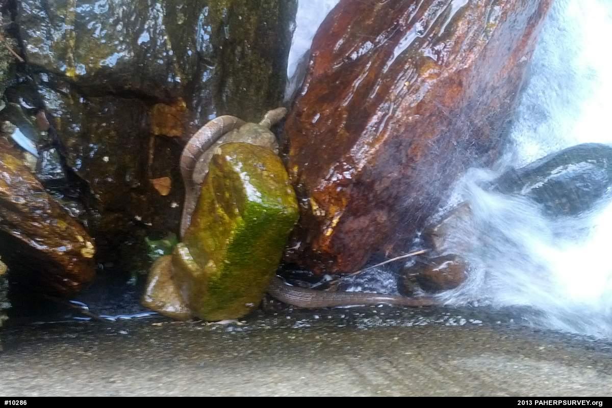 Northern Watersnake