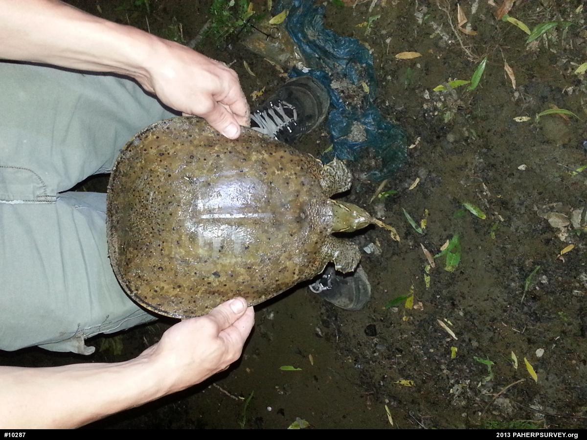 Eastern Spiny Softshell