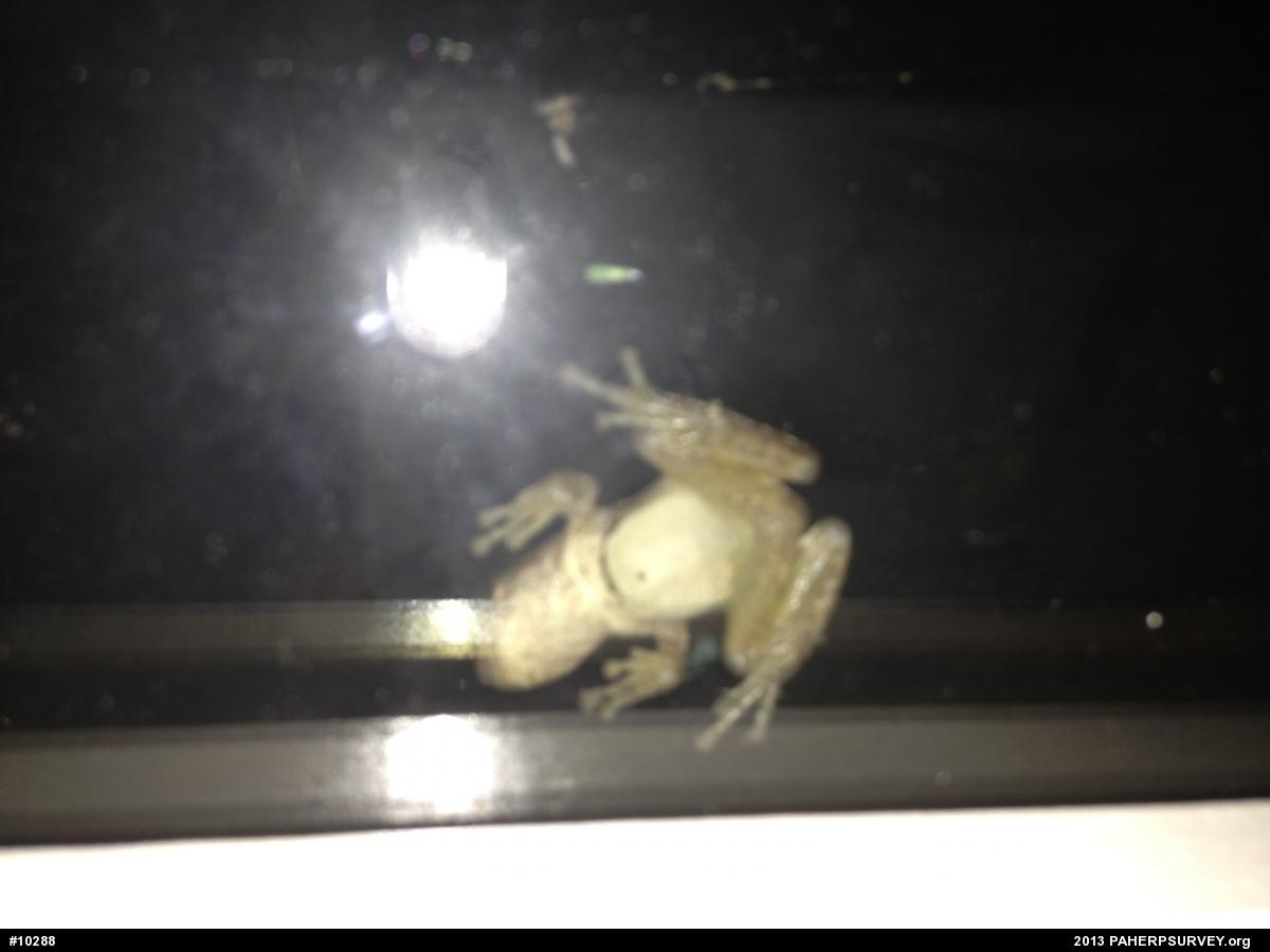 Gray Treefrog