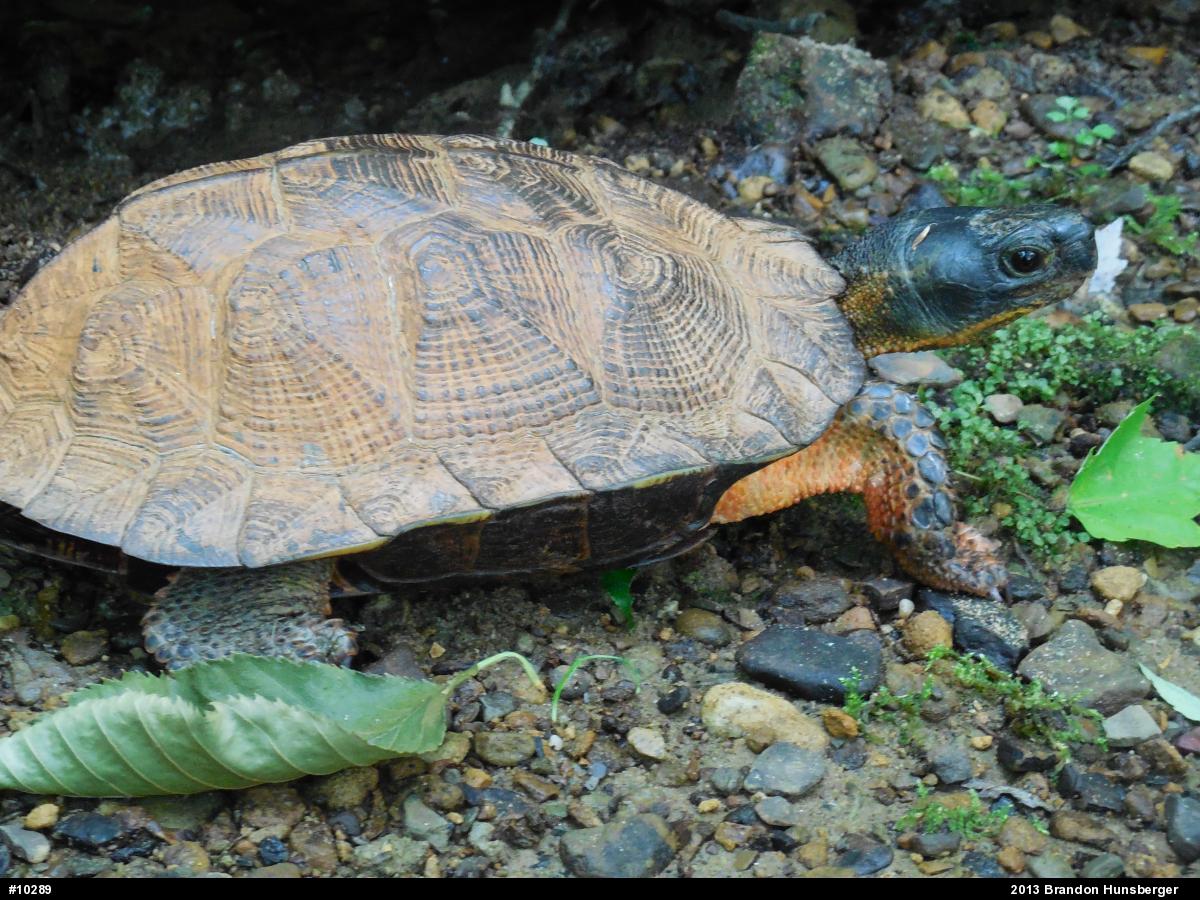 Wood Turtle