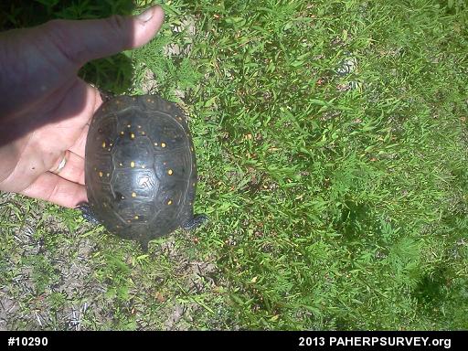 Spotted Turtle