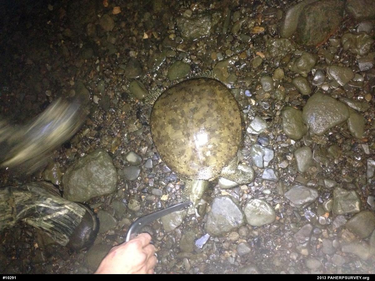 Eastern Spiny Softshell