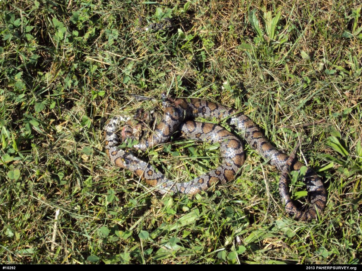 Eastern Milksnake