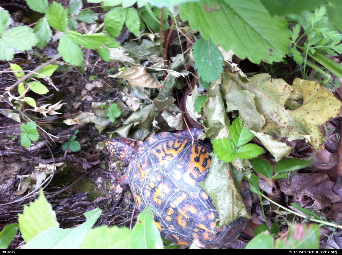 Eastern Box Turtle