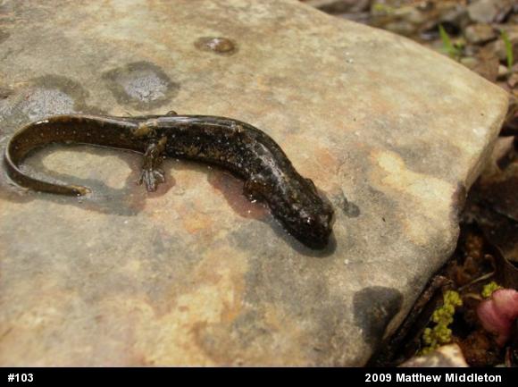 Northern Dusky Salamander