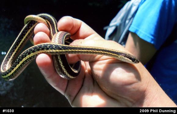 Common Ribbonsnake