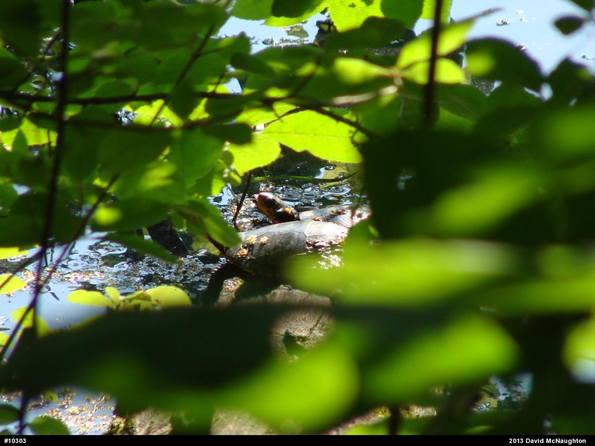 Spotted Turtle
