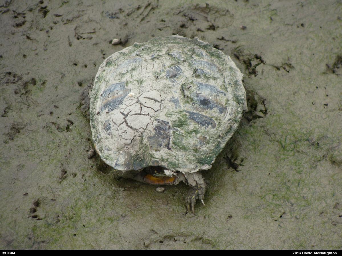 Red-eared Slider