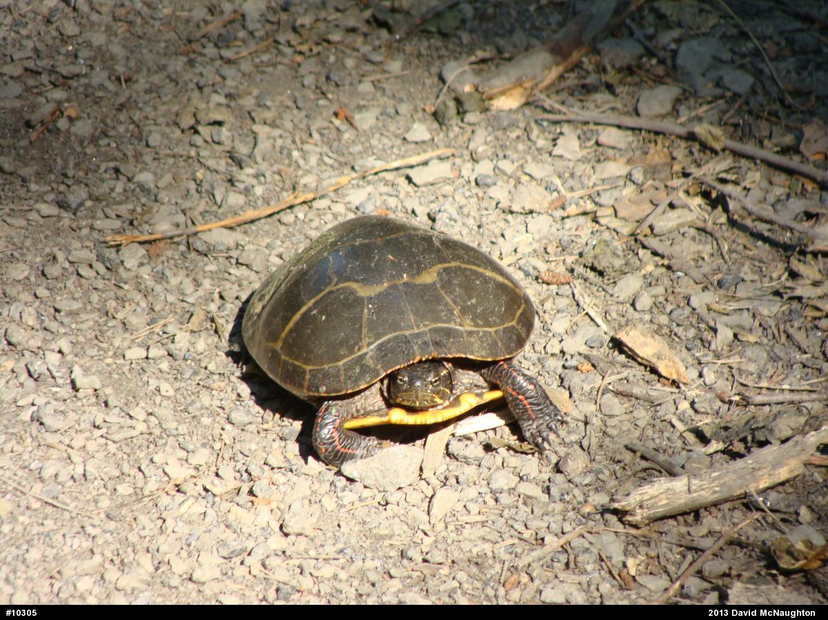 Eastern Painted Turtle