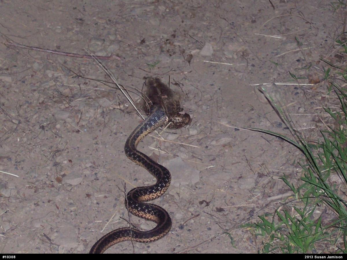 Eastern Gartersnake