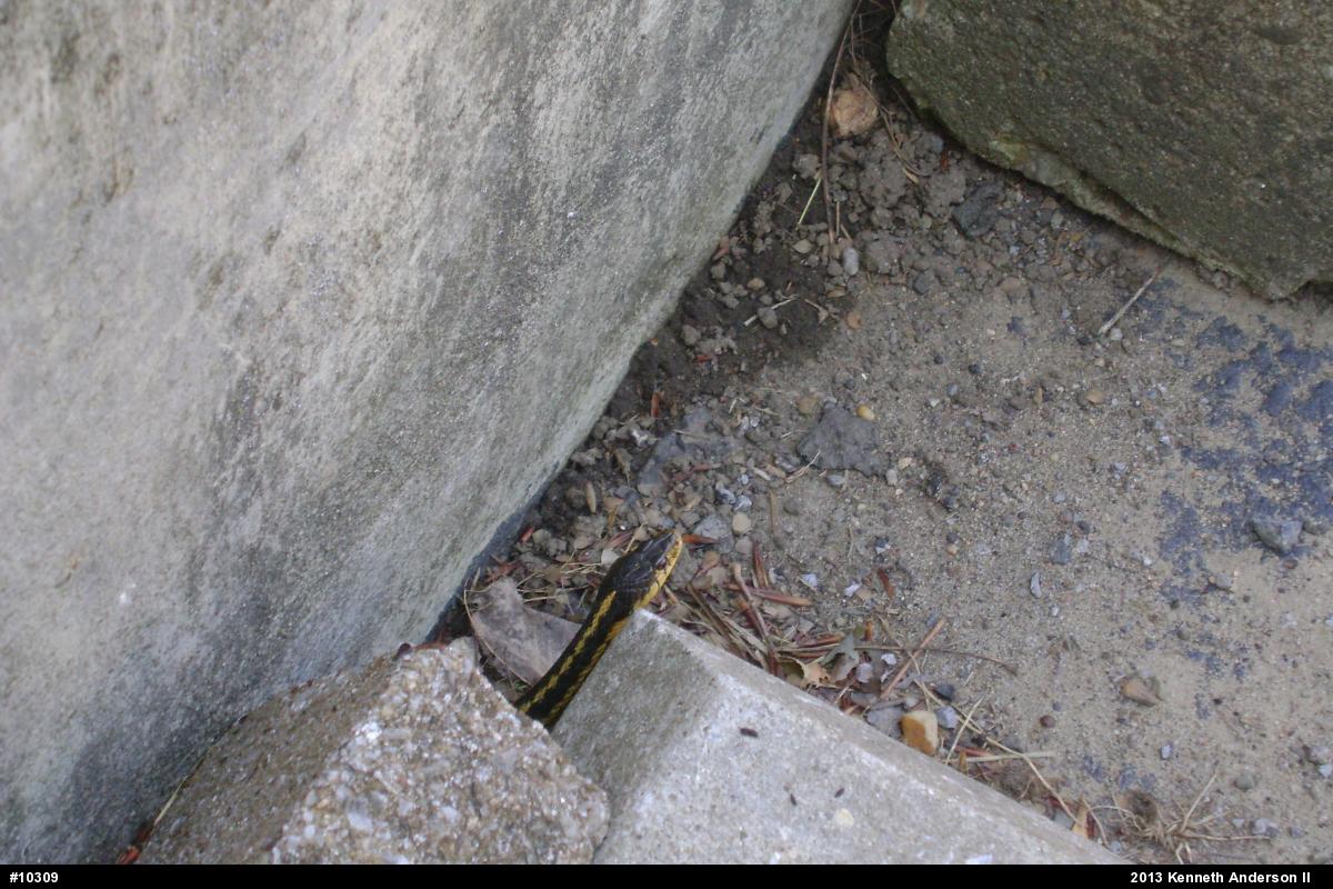 Eastern Gartersnake