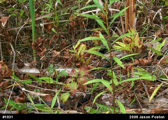 Northern Black Racer