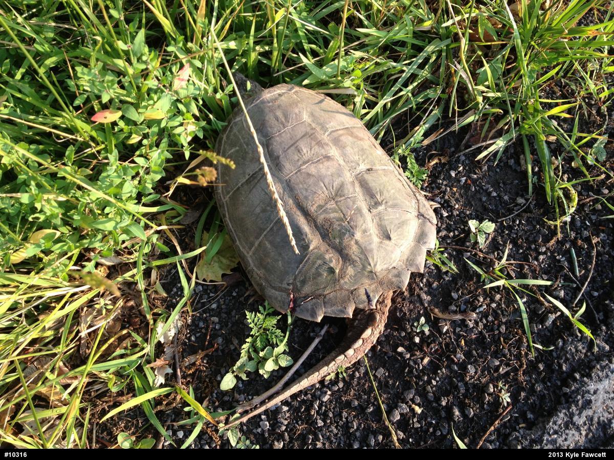 Snapping Turtle