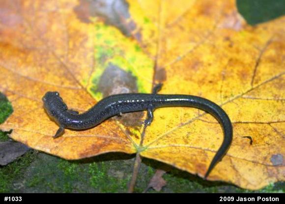 Northern Ravine Salamander