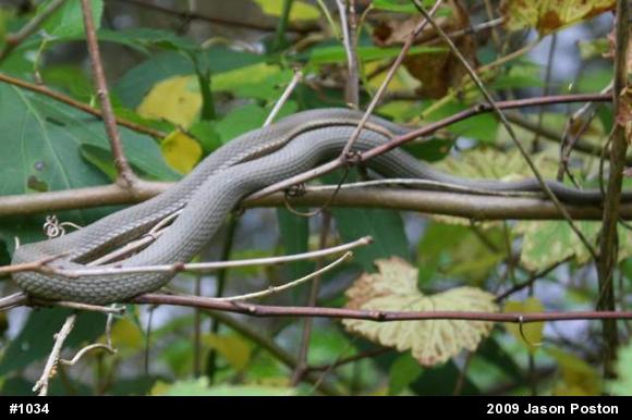 Queensnake