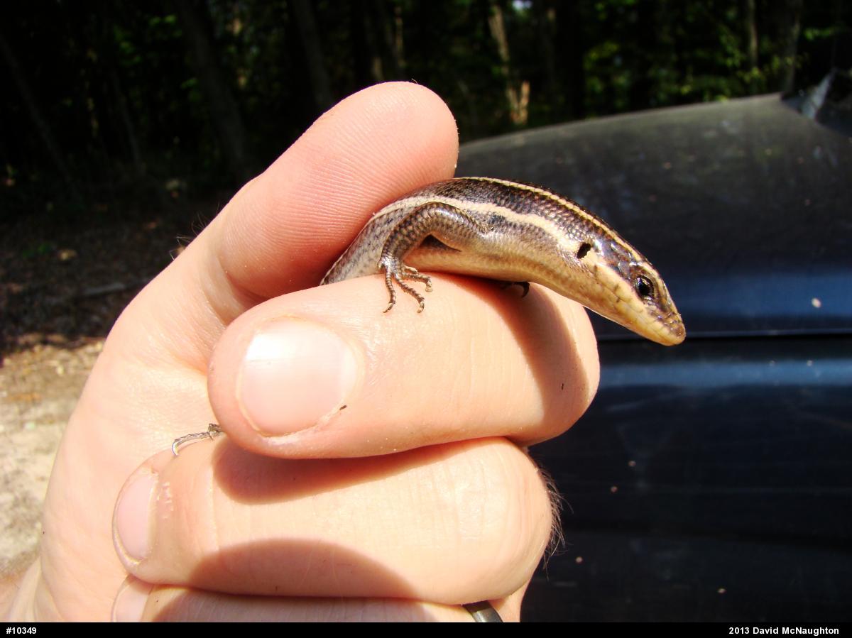 Common Five-lined Skink